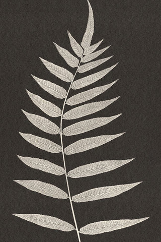 Vintage Ferns VIII White Modern Wood Framed Art Print with Double Matting by JJ Design