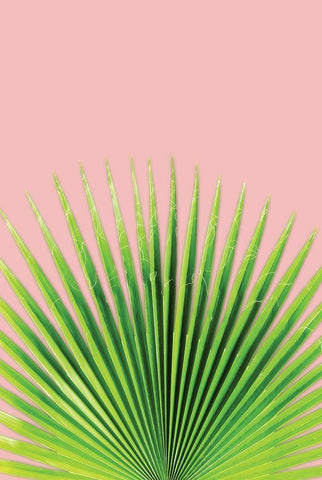 Pink Palm I White Modern Wood Framed Art Print with Double Matting by Pugh, Jennifer