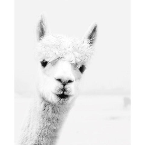 Llama White Modern Wood Framed Art Print by Pugh, Jennifer