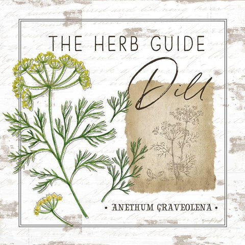 Herb Guide - Dill White Modern Wood Framed Art Print by Pugh, Jennifer