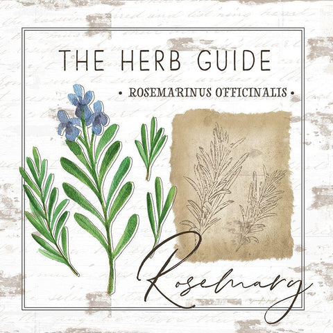 Herb Guide - Rosemary Black Ornate Wood Framed Art Print with Double Matting by Pugh, Jennifer