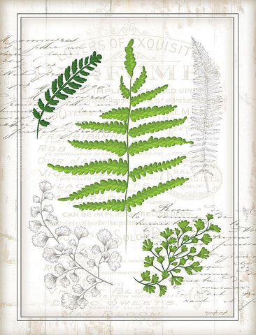 Ferns I Black Ornate Wood Framed Art Print with Double Matting by Pugh, Jennifer