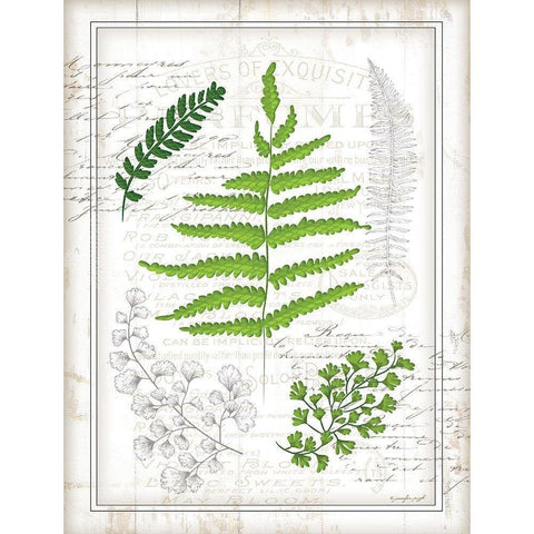 Ferns I Black Modern Wood Framed Art Print with Double Matting by Pugh, Jennifer