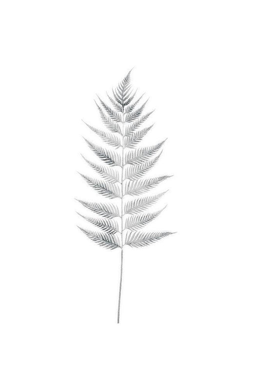 Image Only