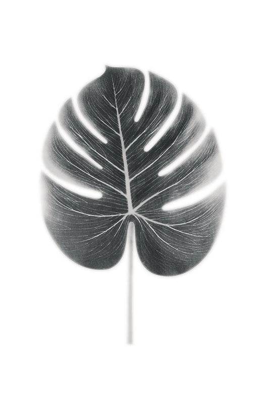 Image Only