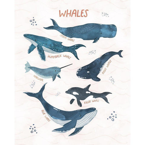 Whales of the World Black Modern Wood Framed Art Print with Double Matting by Blue, Nina