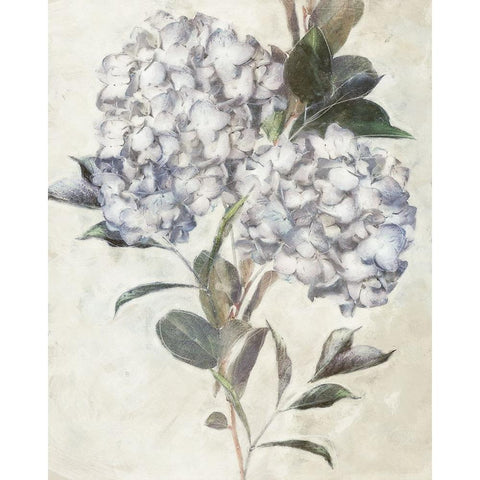 Hydrangea IV White Modern Wood Framed Art Print by Blue, Nina