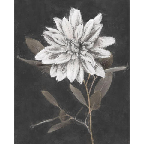 Fable Lotus  Black Modern Wood Framed Art Print by Blue, Nina