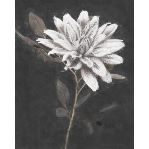 Fable Lotus 2 Black Modern Wood Framed Art Print by Blue, Nina