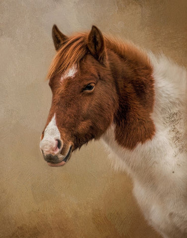 Wild at Heart Black Ornate Wood Framed Art Print with Double Matting by Parker, Kelley