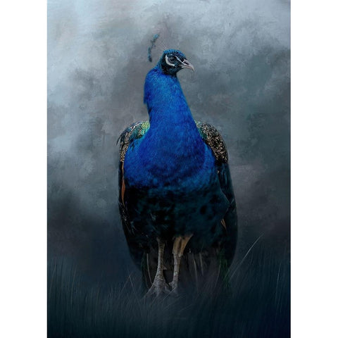 Peacock Prince White Modern Wood Framed Art Print by Parker, Kelley