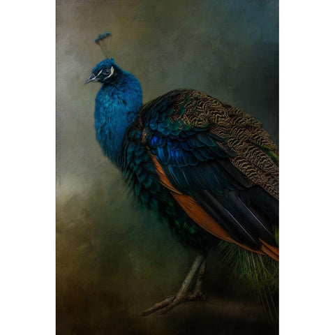 Proud Peacock  Black Modern Wood Framed Art Print by Parker, Kelley