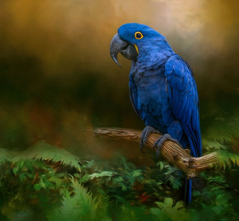 Paradise Perch White Modern Wood Framed Art Print with Double Matting by Parker, Kelley