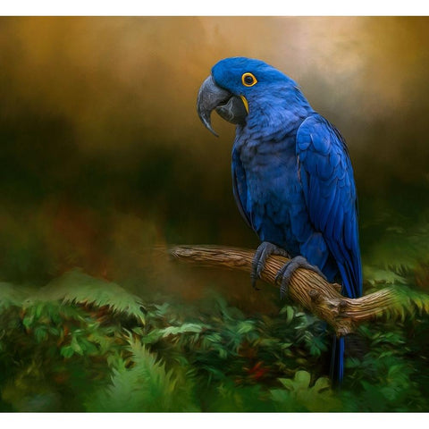 Paradise Perch White Modern Wood Framed Art Print by Parker, Kelley