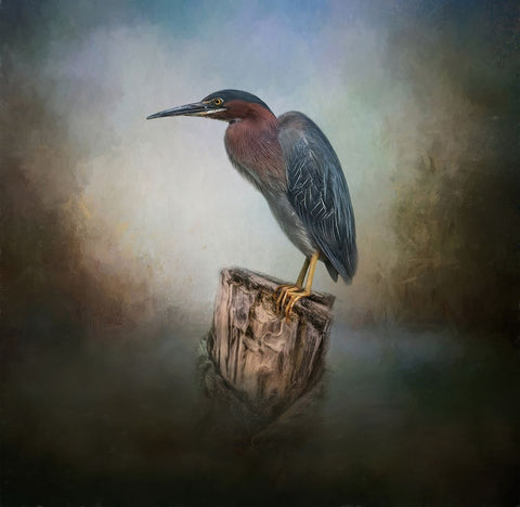 The Perfect Perch Black Ornate Wood Framed Art Print with Double Matting by Parker, Kelley