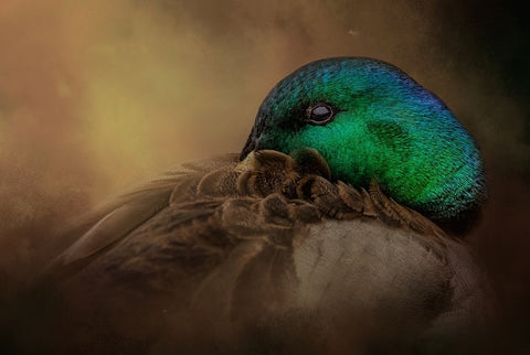 Keeping One Eye Open Black Ornate Wood Framed Art Print with Double Matting by Parker, Kelley