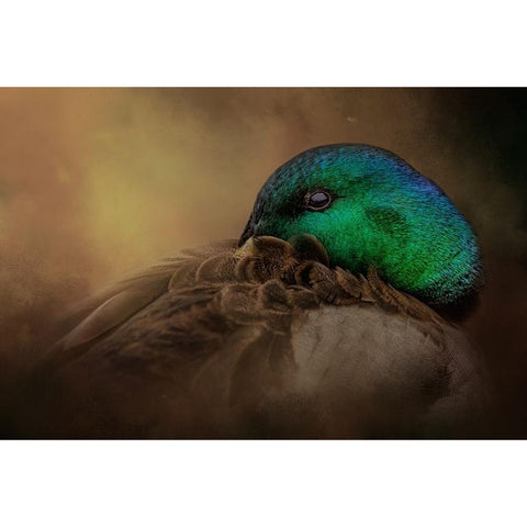 Keeping One Eye Open Black Modern Wood Framed Art Print by Parker, Kelley