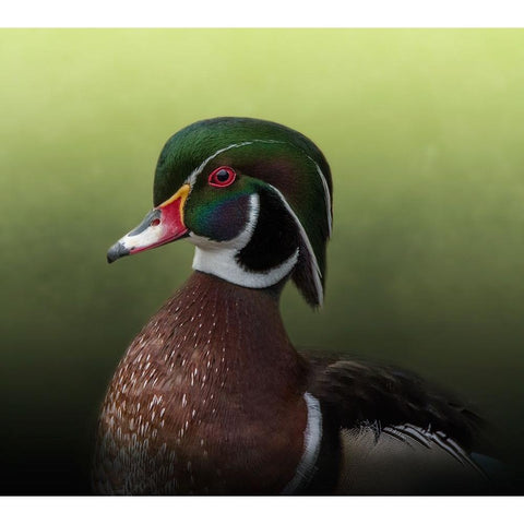 A Duck of Many Colors White Modern Wood Framed Art Print by Parker, Kelley