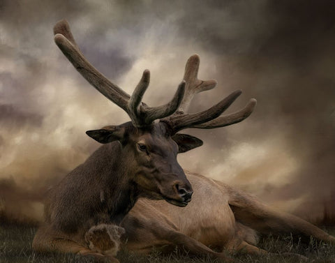 Headstrong White Modern Wood Framed Art Print with Double Matting by Parker, Kelley