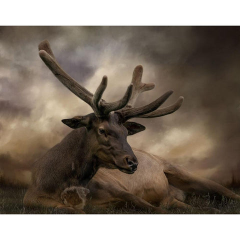 Headstrong Black Modern Wood Framed Art Print with Double Matting by Parker, Kelley