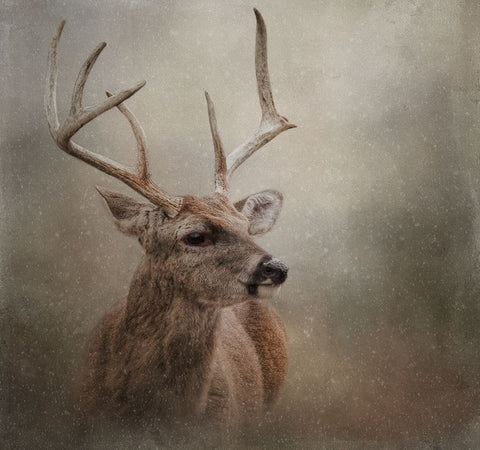 Winter Messenger White Modern Wood Framed Art Print with Double Matting by Parker, Kelley