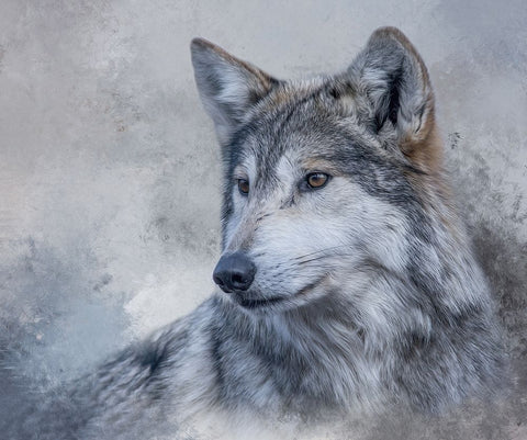 Gazing Off White Modern Wood Framed Art Print with Double Matting by Parker, Kelley