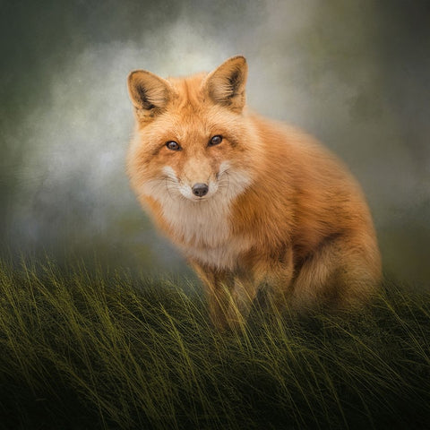 Sweet Grass White Modern Wood Framed Art Print with Double Matting by Parker, Kelley