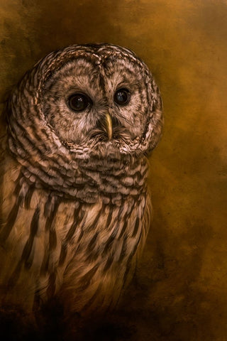 Curious Eyes White Modern Wood Framed Art Print with Double Matting by Parker, Kelley