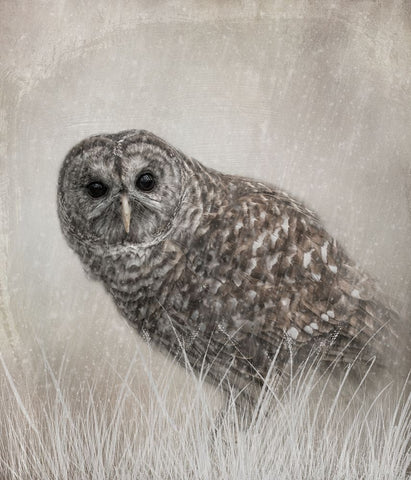 Encountering Winter Black Ornate Wood Framed Art Print with Double Matting by Parker, Kelley