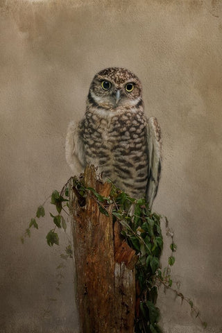 Small But Mighty Black Ornate Wood Framed Art Print with Double Matting by Parker, Kelley