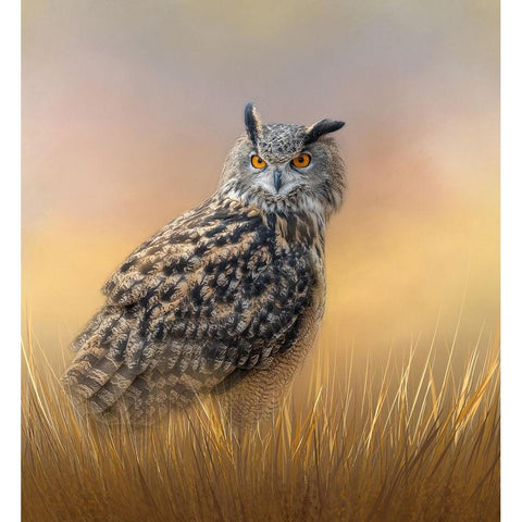 Start of a New Day Black Modern Wood Framed Art Print by Parker, Kelley