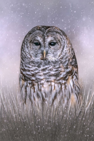 Winters Twilight Black Ornate Wood Framed Art Print with Double Matting by Parker, Kelley