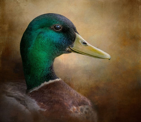 Magnificent Mallard White Modern Wood Framed Art Print with Double Matting by Parker, Kelley