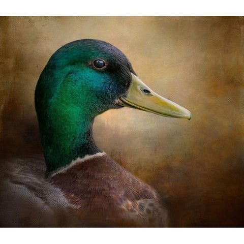 Magnificent Mallard Black Modern Wood Framed Art Print by Parker, Kelley