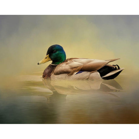 Mr. Mallard Black Modern Wood Framed Art Print by Parker, Kelley