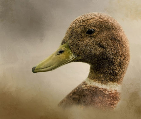 Ring Around the Collar Black Ornate Wood Framed Art Print with Double Matting by Parker, Kelley