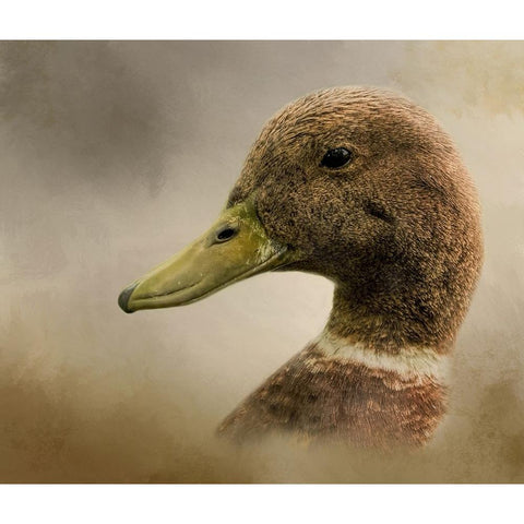 Ring Around the Collar Black Modern Wood Framed Art Print with Double Matting by Parker, Kelley