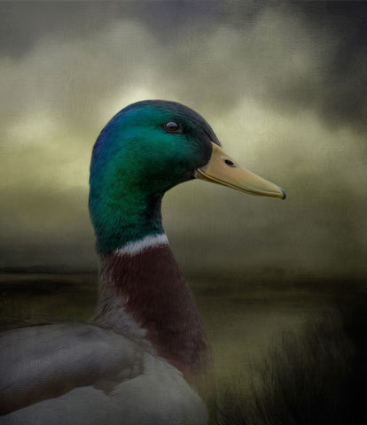 Dapper Drake Black Ornate Wood Framed Art Print with Double Matting by Parker, Kelley