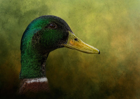 Draped in Green White Modern Wood Framed Art Print with Double Matting by Parker, Kelley