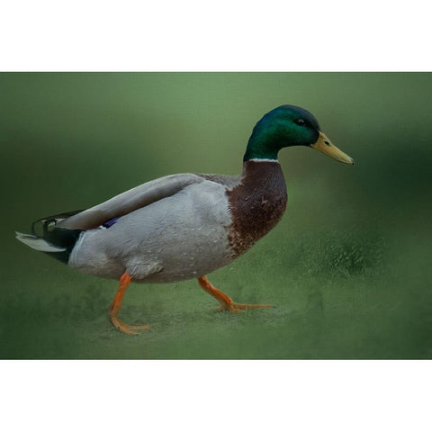 If It Walks Like a Duck Black Modern Wood Framed Art Print by Parker, Kelley