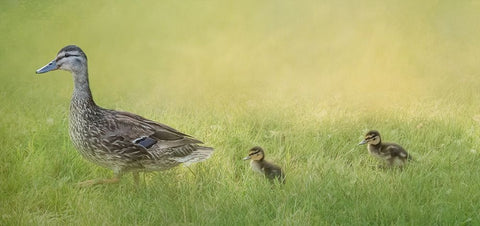 Follow the Leader Black Ornate Wood Framed Art Print with Double Matting by Parker, Kelley
