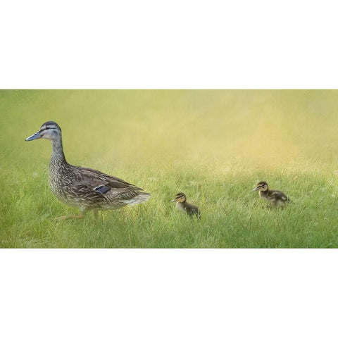 Follow the Leader Black Modern Wood Framed Art Print with Double Matting by Parker, Kelley