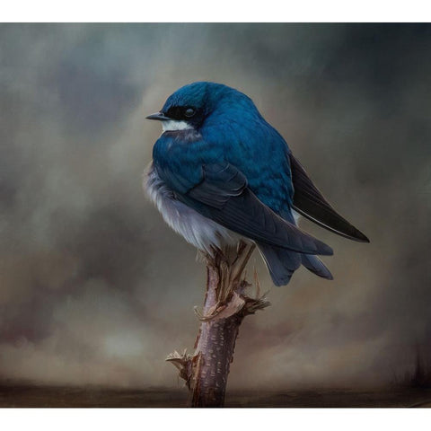 Big Blue Boy Black Modern Wood Framed Art Print with Double Matting by Parker, Kelley