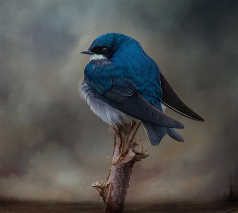 Big Blue Boy White Modern Wood Framed Art Print with Double Matting by Parker, Kelley