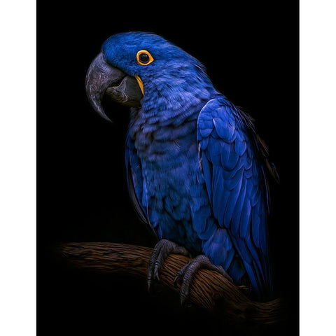 Enchanting   Black Modern Wood Framed Art Print by Parker, Kelley