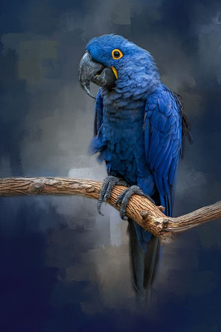 Blue Gem Black Ornate Wood Framed Art Print with Double Matting by Parker, Kelley