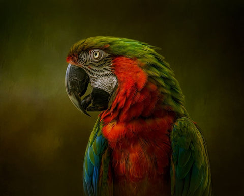 Harlequin Beauty White Modern Wood Framed Art Print with Double Matting by Parker, Kelley