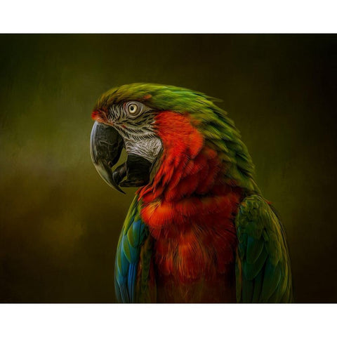 Harlequin Beauty Black Modern Wood Framed Art Print with Double Matting by Parker, Kelley