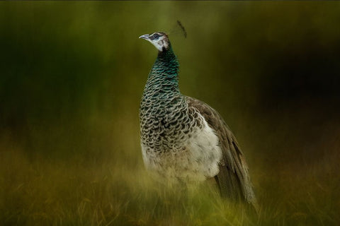 Green Gem White Modern Wood Framed Art Print with Double Matting by Parker, Kelley