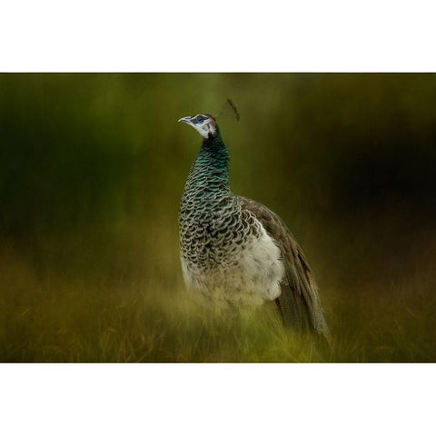 Green Gem Black Modern Wood Framed Art Print by Parker, Kelley